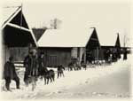 Dog team in Alaska